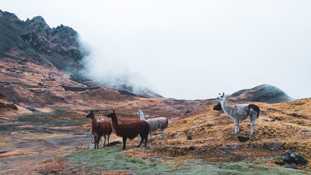 The Ultimate Guide Llamas and Alpacas