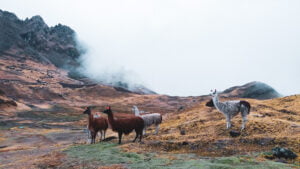 The Ultimate Guide Llamas and Alpacas