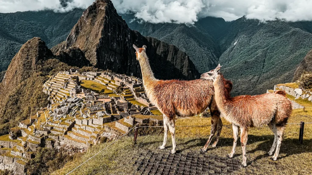 llamas and alpacas