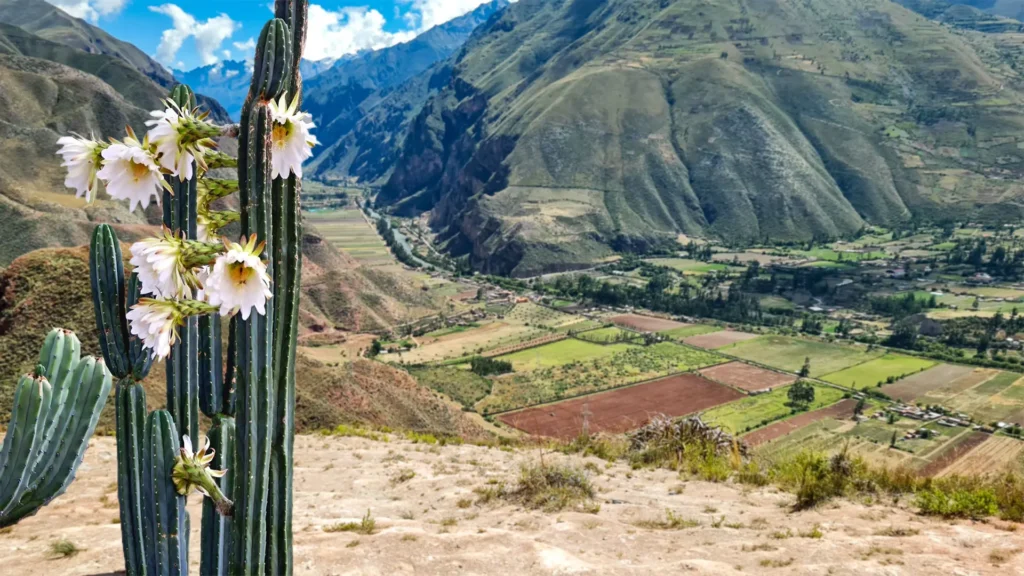 Ceremonia San Pedro Wachuma