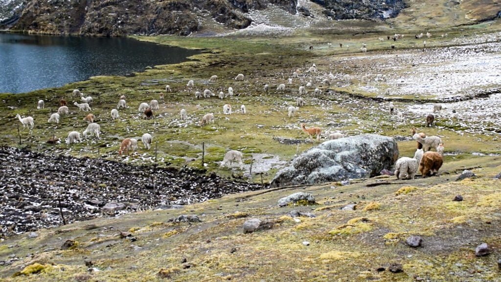 Lares Inca Trail Trek