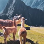 Machupicchu tour