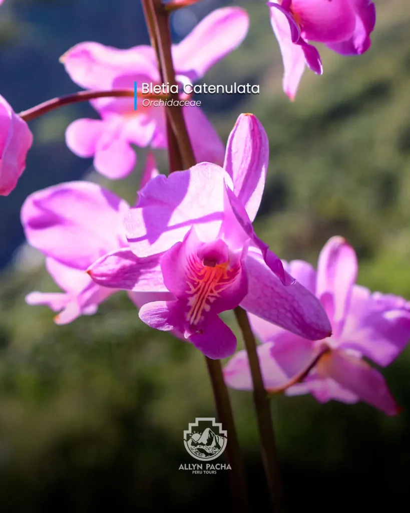 orquídeas-en-machu-picchu-y camino-inca
