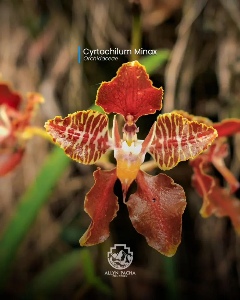 orquídeas-en-machu-picchu-y camino-inca