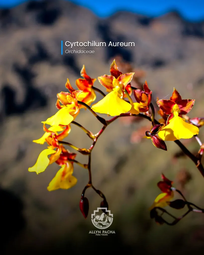 orquídeas-en-machu-picchu-y camino-inca
