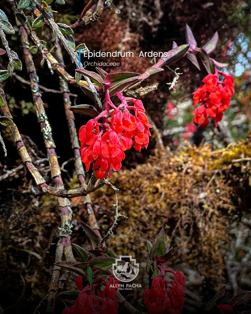 orquídeas-en-machu-picchu-y camino-inca