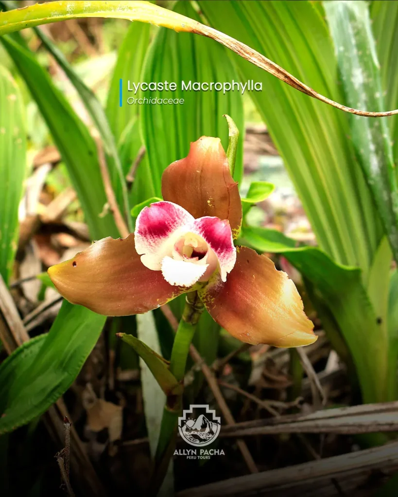 orquídeas-en-machu-picchu-y camino-inca