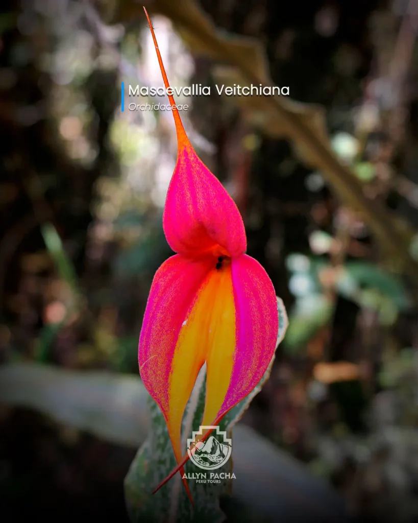 orquídeas-en-machu-picchu-y camino-inca