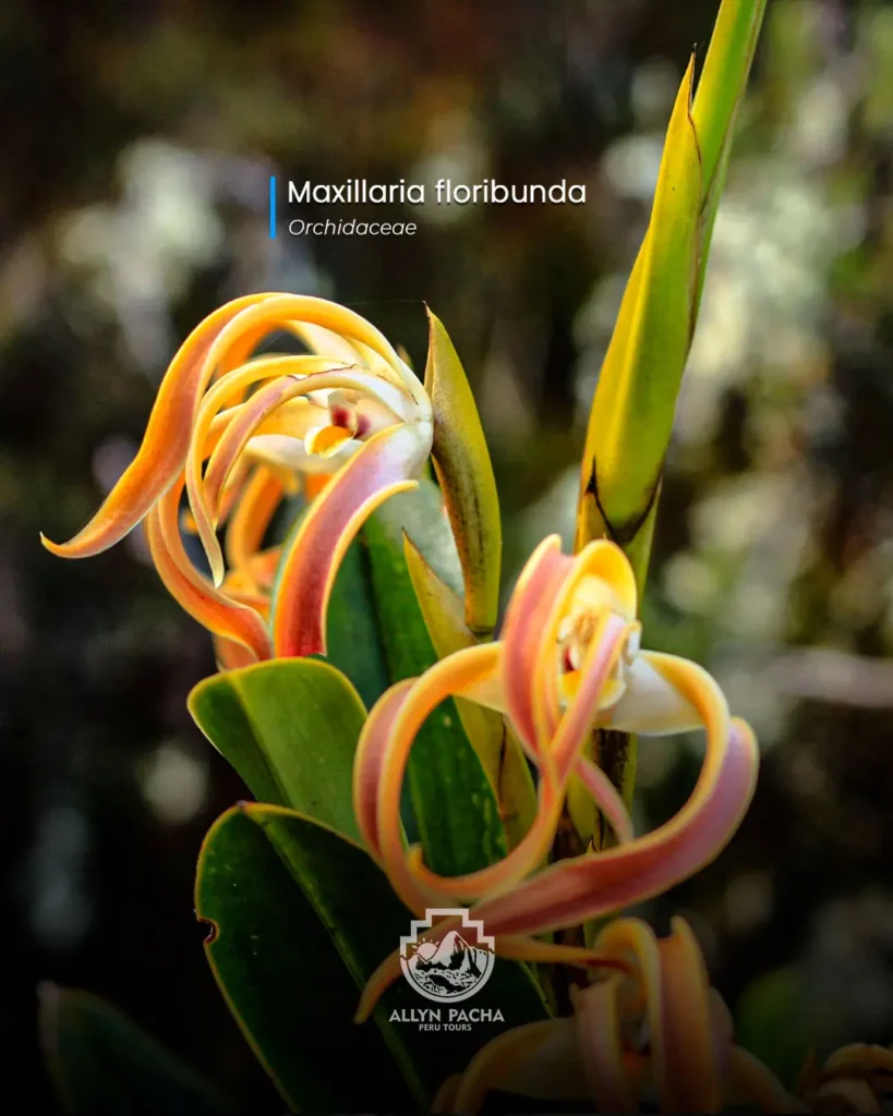 orquídeas-en-machu-picchu-y camino-inca