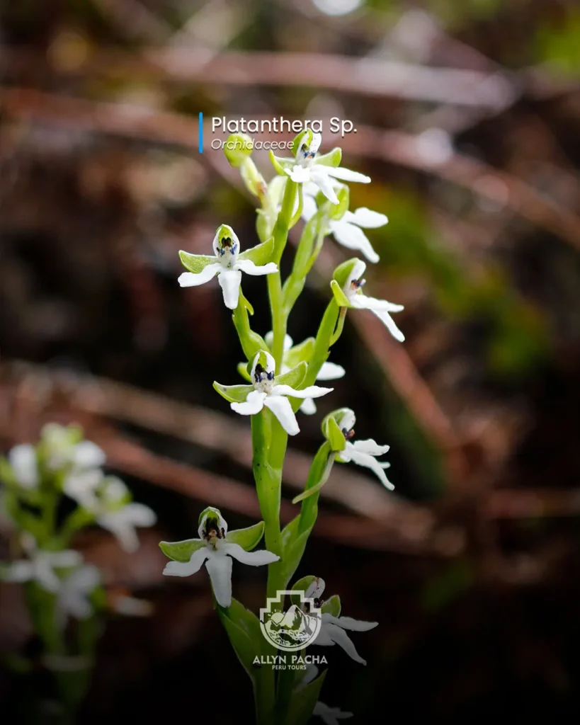 orquídeas-en-machu-picchu-y camino-inca