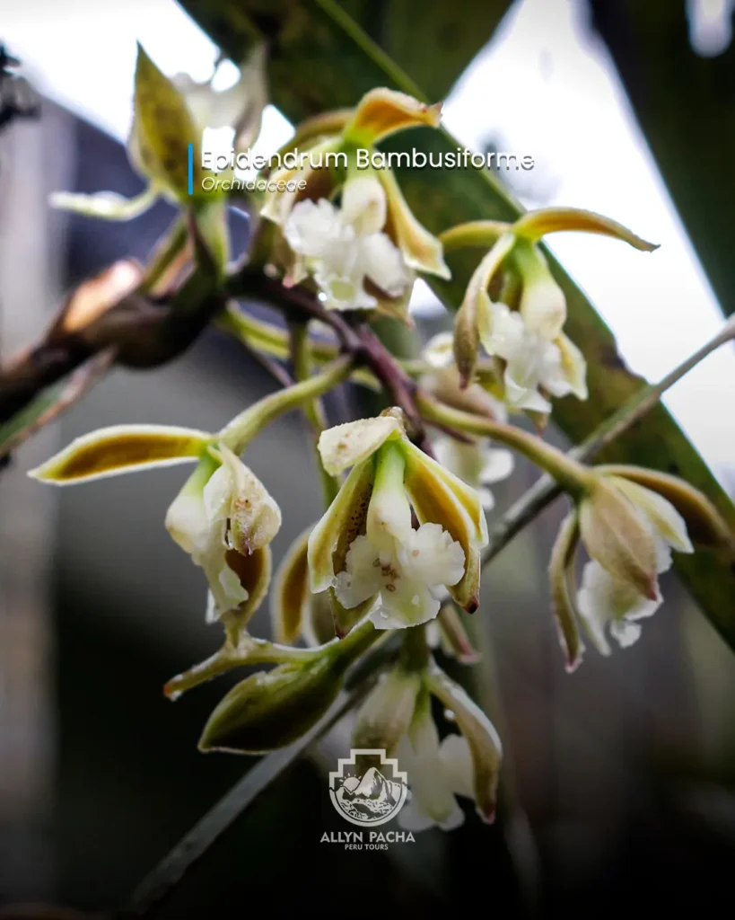 orquídeas-en-machu-picchu-y camino-inca