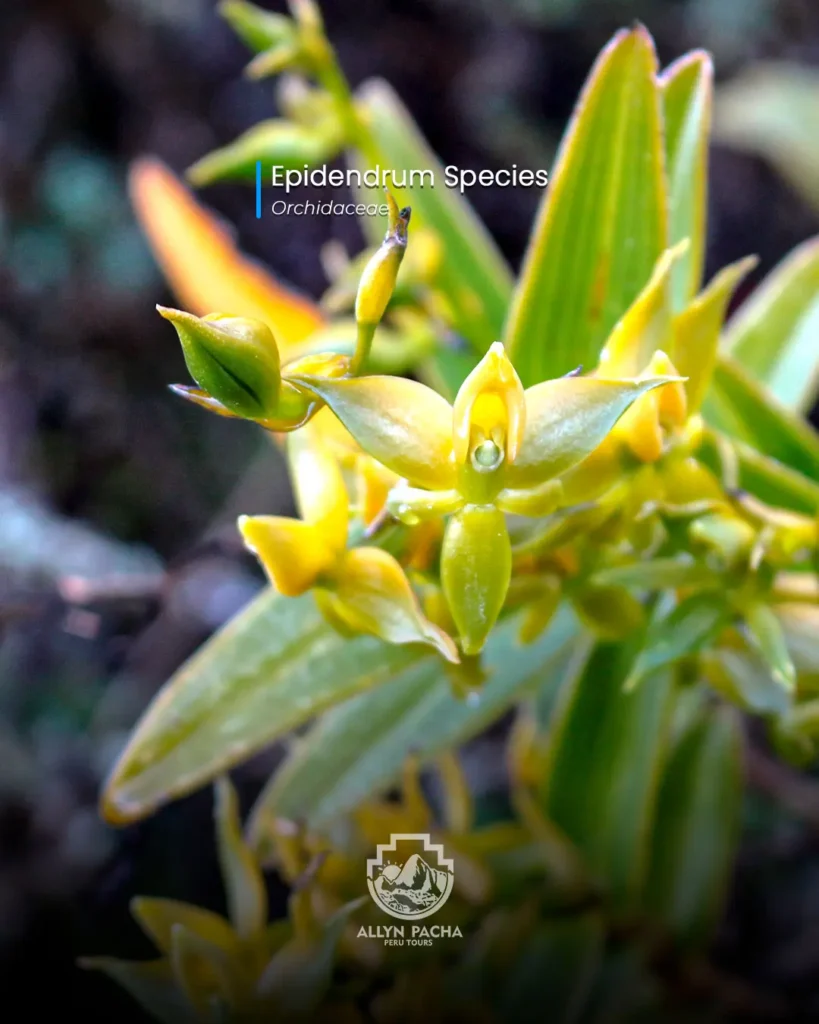 orquídeas-en-machu-picchu-y camino-inca