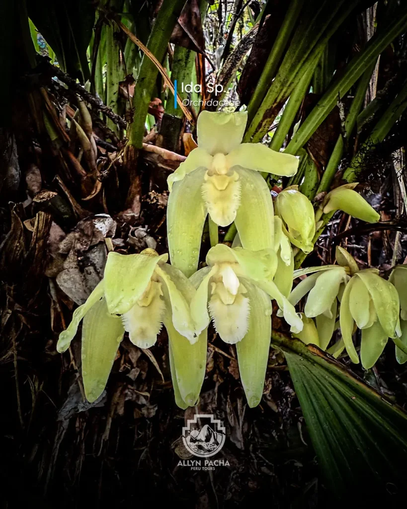 orquídeas-en-machu-picchu-y camino-inca