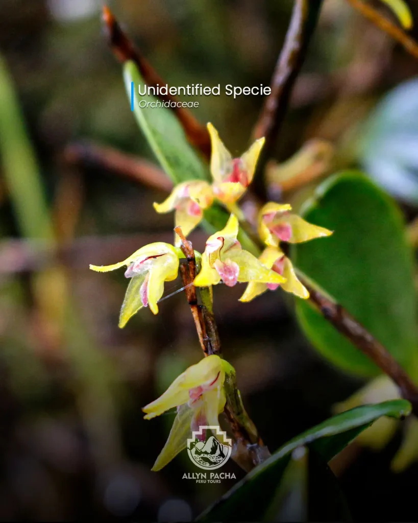 orquídeas-en-machu-picchu-y camino-inca