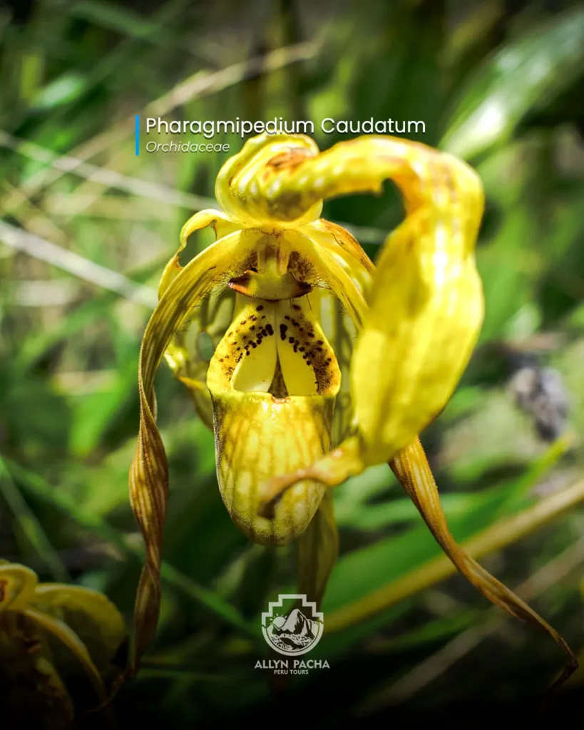 orquídeas-en-machu-picchu-y camino-inca