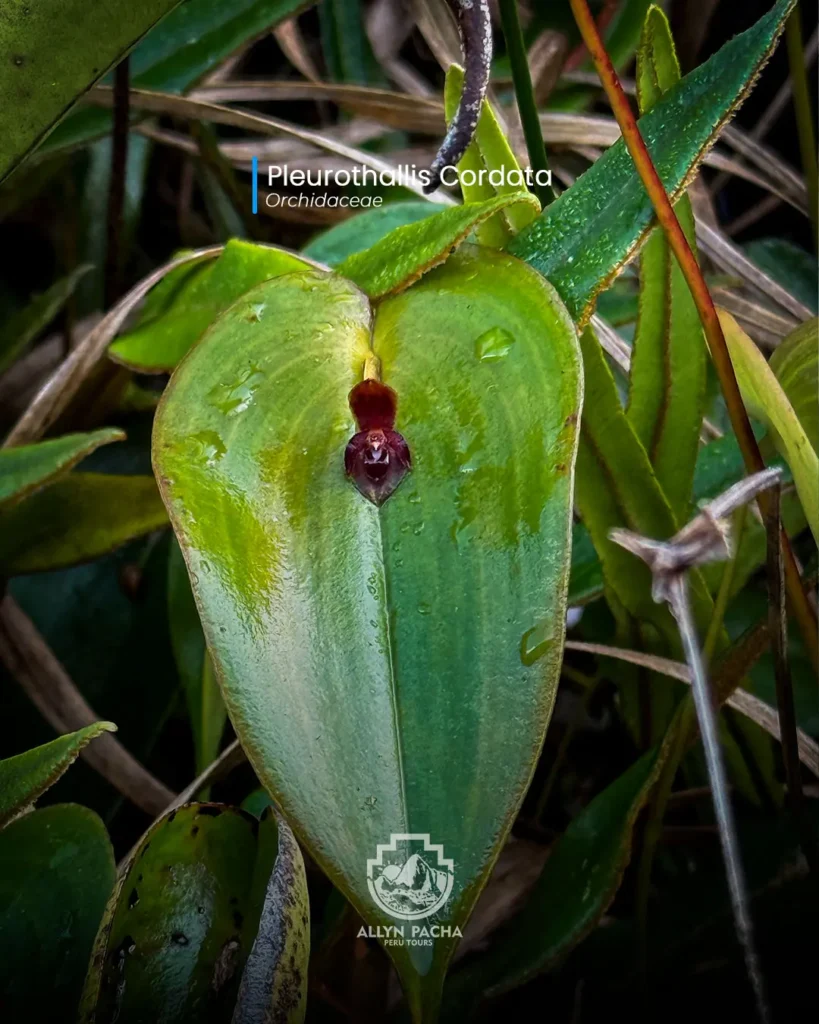 orquídeas-de-machu-picchu-y camino-inca