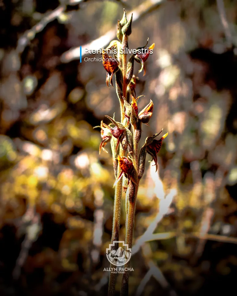 orquídeas-en-machu-picchu-y camino-inca
