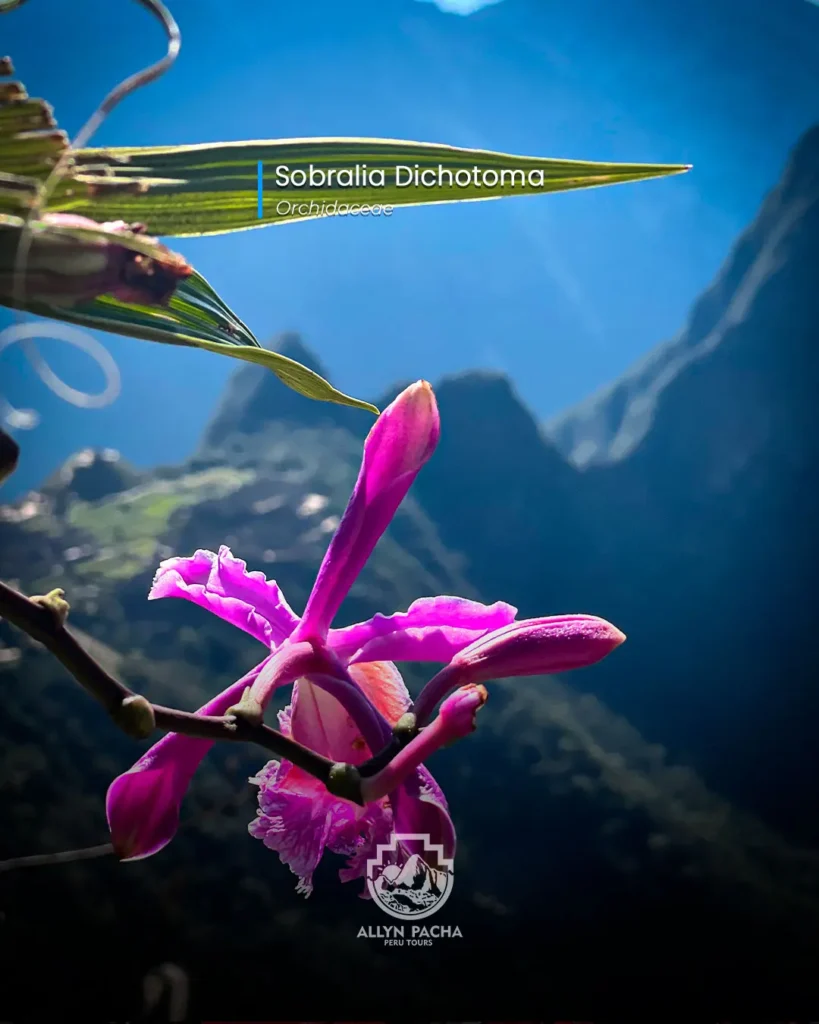 orquídeas-en-machu-picchu-y camino-inca