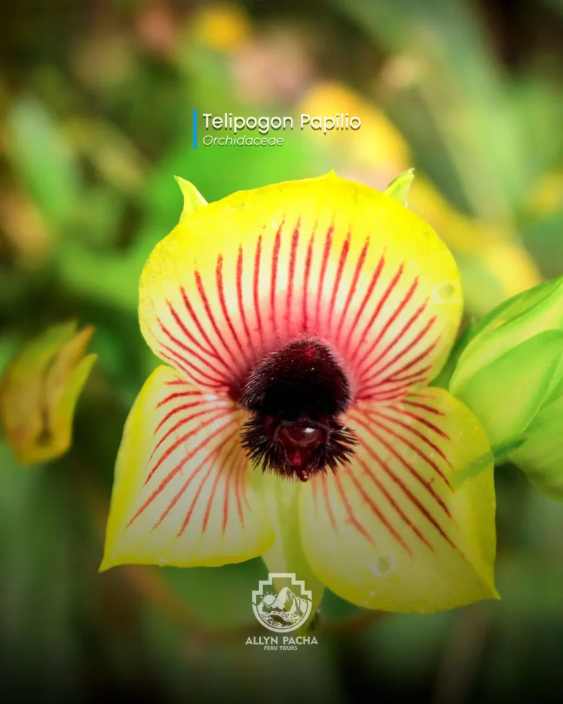 orquídeas-en-machu-picchu-y camino-inca