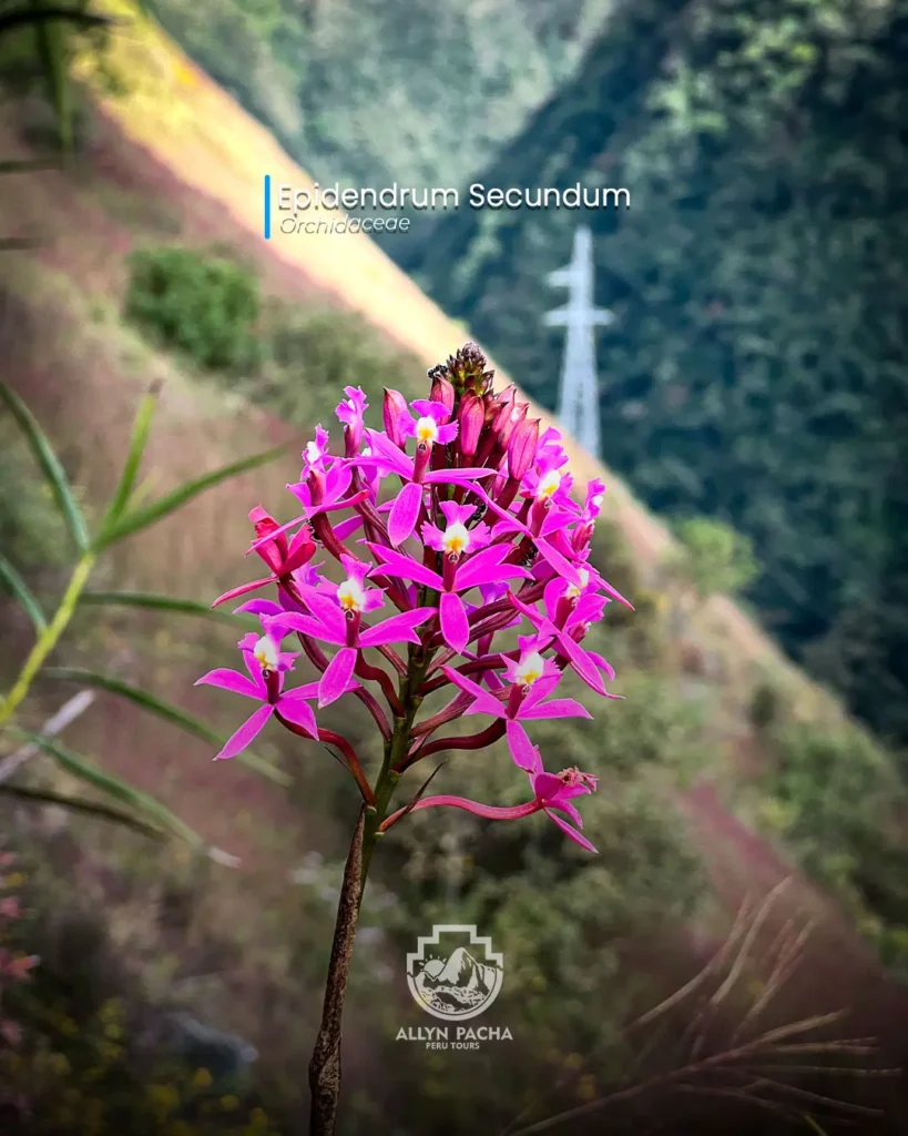 orquídeas-de-machu-picchu-y camino-inca