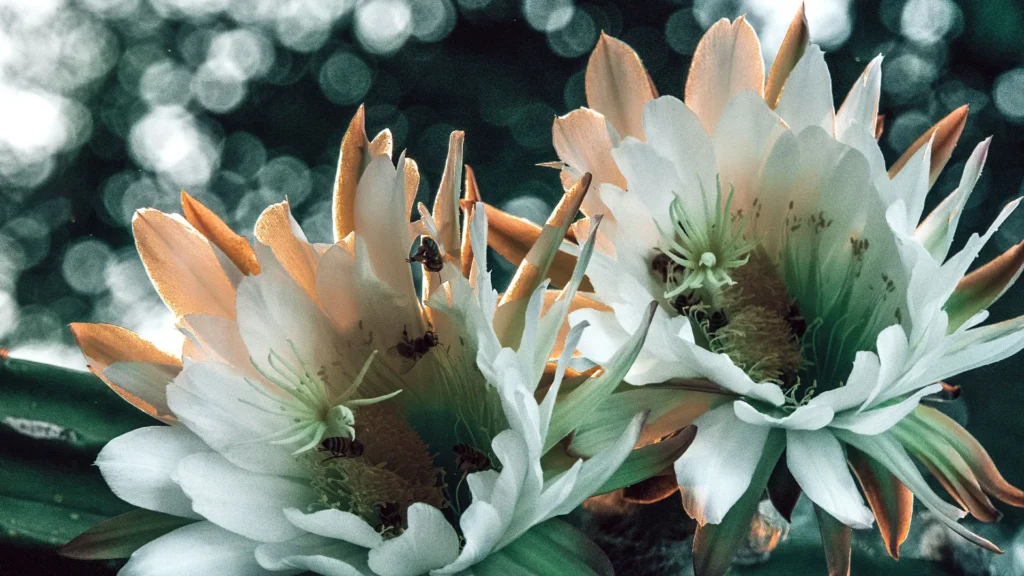 Wachuma or San Pedro the Andean Spiritual Medicine