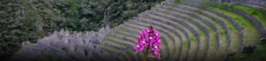 Orquídeas de Machu Picchu y camino inca